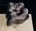 Woolly Rhino Molar - Late Pleistocene #4417-3